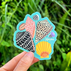 Shells of Kauai Sticker Large, Shell Stickers, Hawaii sticker, Sunrise Shell, Sea Shell sticker, Hawaii Shells, Kauai Shells, Hawaiian Shell