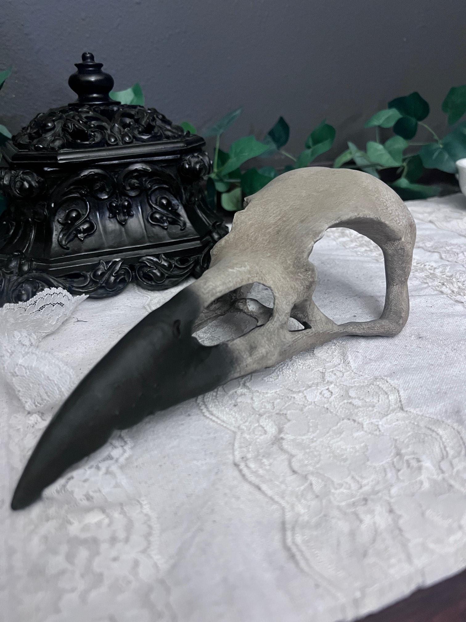 Large Realistic Raven Skull with Black Beak