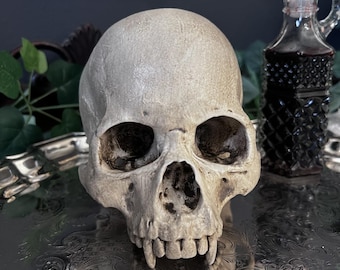 May include: A detailed, off-white skull with visible teeth and eye sockets sits on a silver, ornate tray. A glass bottle with a dark liquid and a decorative stopper is in the background, along with greenery. The skull is the focal point.
