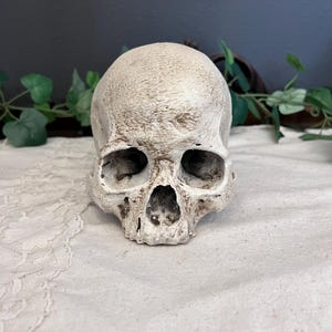 Realistic Detailed Human Skull Replica - Gothic Dark Academia Decor