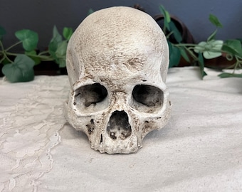 Réplica realista y detallada de un cráneo humano - Decoración gótica de la Academia Oscura