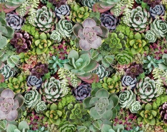 SUCCULENTEN  lebende Steine Succulents Kakteen Kaktus Pflanzen 0,5 Meter Baumwollstoff von  Windham Fabrics