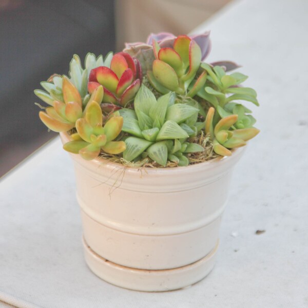 Succulent arrangement in antique white round container/bowl with catch dish attached