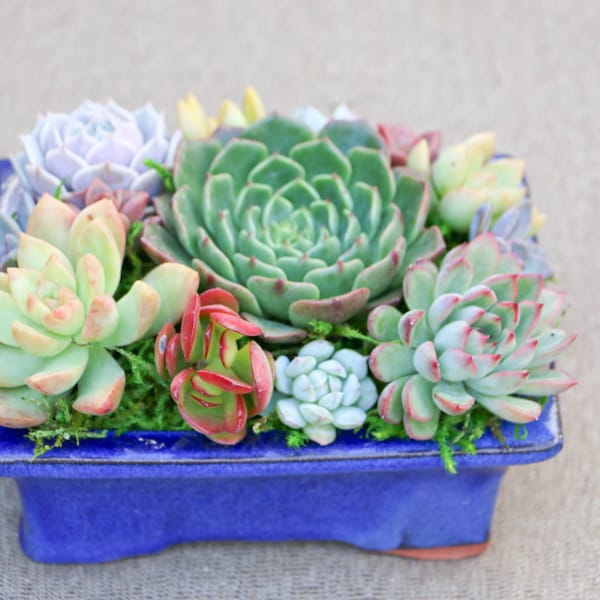 Succulent arrangement in cobalt blue rectangular/bonsai container/bowl-Small