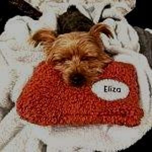 May include: A small, brown dog resting on a red, textured pillow with the name "Eliza" on a white oval. The dog is nestled in a pile of white and gray blankets.