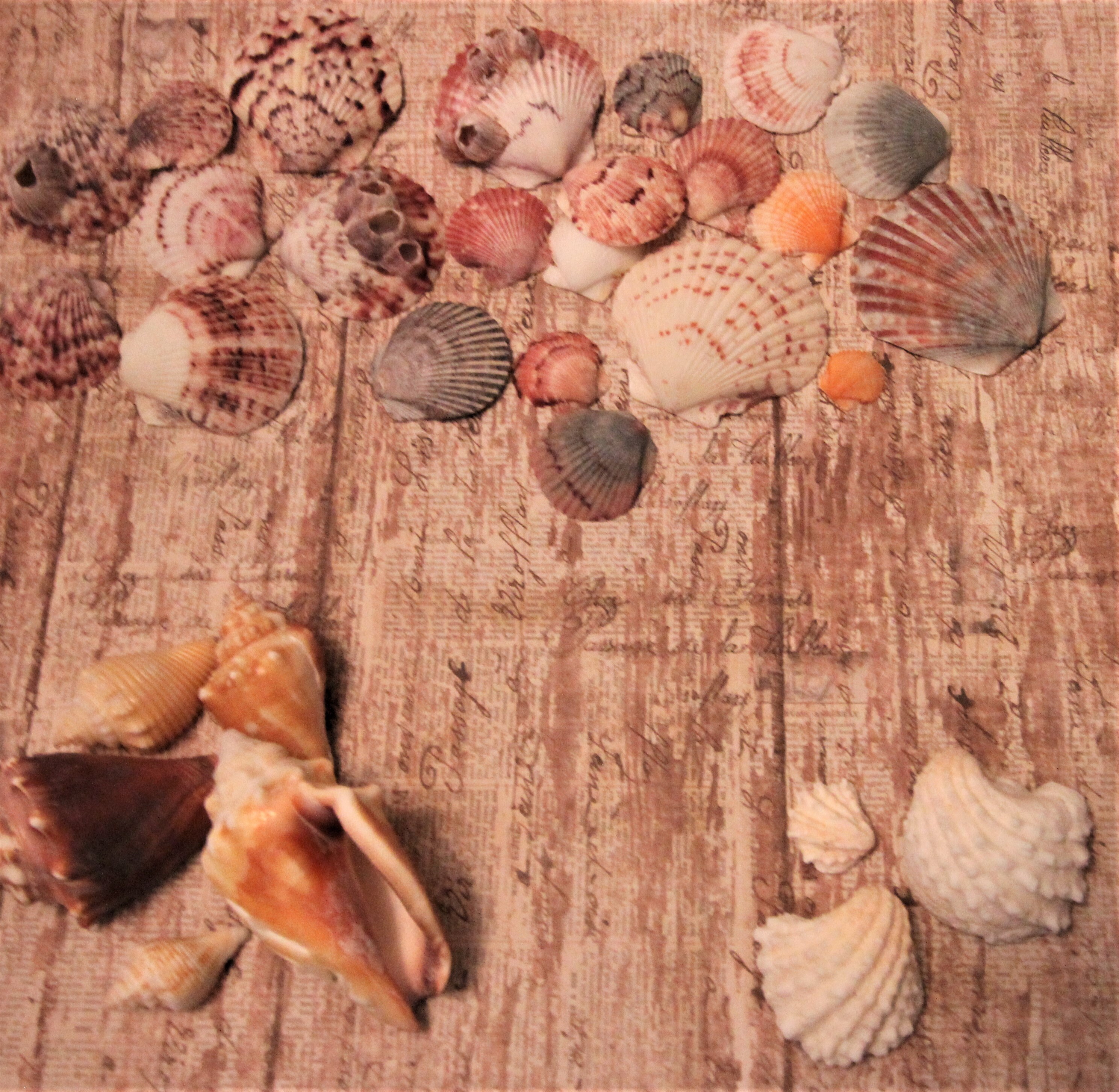Miniature Conch Shells Little Small Teeny Tiny Light Patterned 