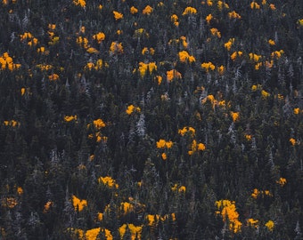 Yellow Mountain Fall, Mount Washington New Hampshire, New Hampshire Fine Art Print