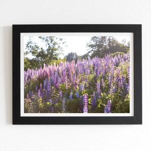 Field of Lupines, Lisbon New Hampshire Framed Fine Art Print