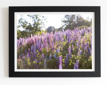 Field of Lupines, Lisbon New Hampshire Framed Fine Art Print