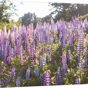 Field of Lupines, Lisbon New Hampshire Canvas, Metal, or Acrylic Print