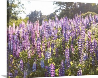 Field of Lupines, Lisbon New Hampshire Canvas, Metal, or Acrylic Print