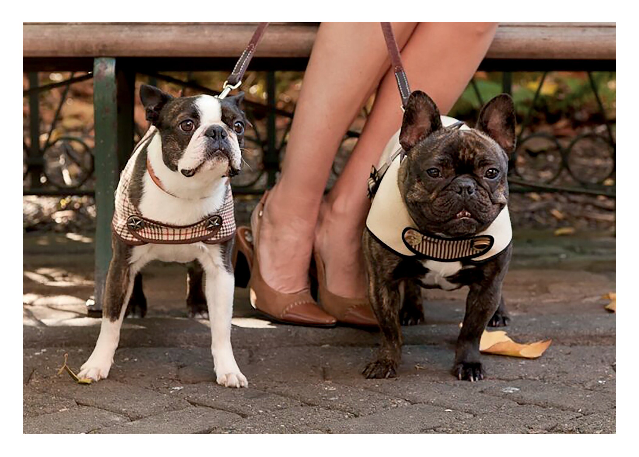 Boston Terrier And French Bulldog Greeting Card Joeyscoat Etsy 