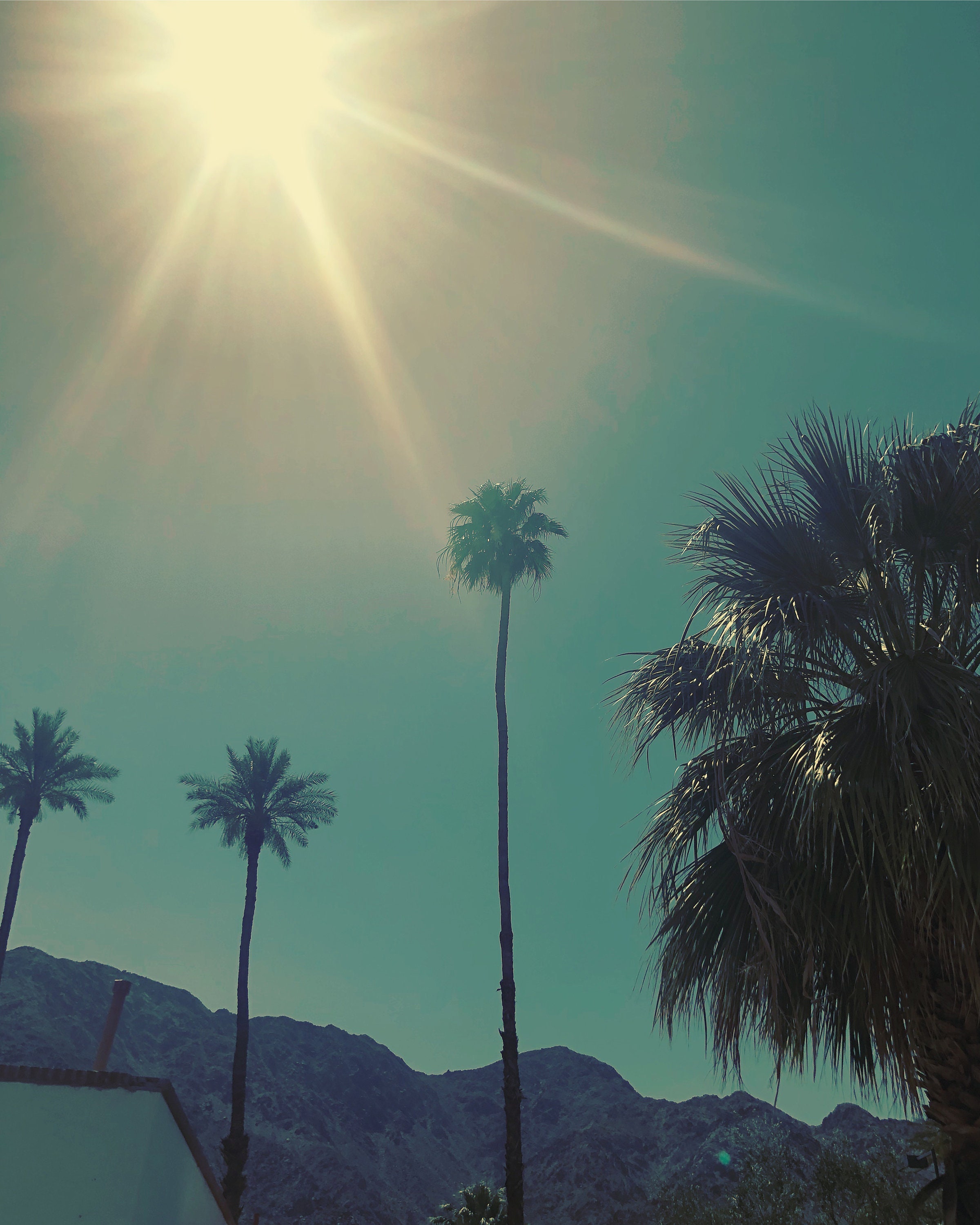 Four 4 Palm Trees Desert Scene Desert Cactus Prints Wall Decor Cactus Botanical Wall Art Prints Succulents Art Prints Printable Art