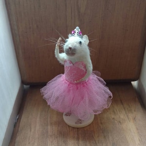 Pode incluir: Estatueta de rato branco taxidermizado usando um tutu rosa, um corpete rosa e uma tiara prateada com pedras rosa. O rato está posando com um braço levantado, como se estivesse dançando. A estatueta é montada em uma pequena base redonda esbranquiçada.