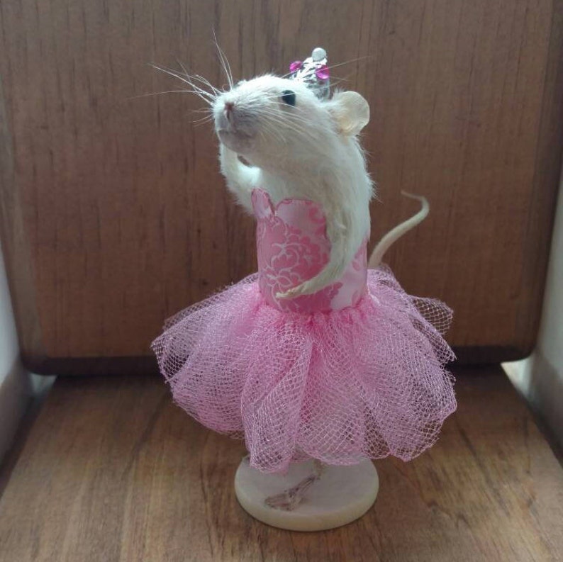 May include: A white rat figurine dressed in a pink tutu and a pink and silver tiara. The rat is posed with one paw raised, as if dancing. The tutu is made of a sheer, layered fabric. The figurine is mounted on a small, round base.