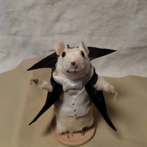 Taxidermy mouse dracula image 1