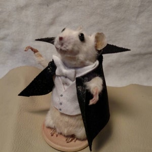 Taxidermy mouse dracula image 5