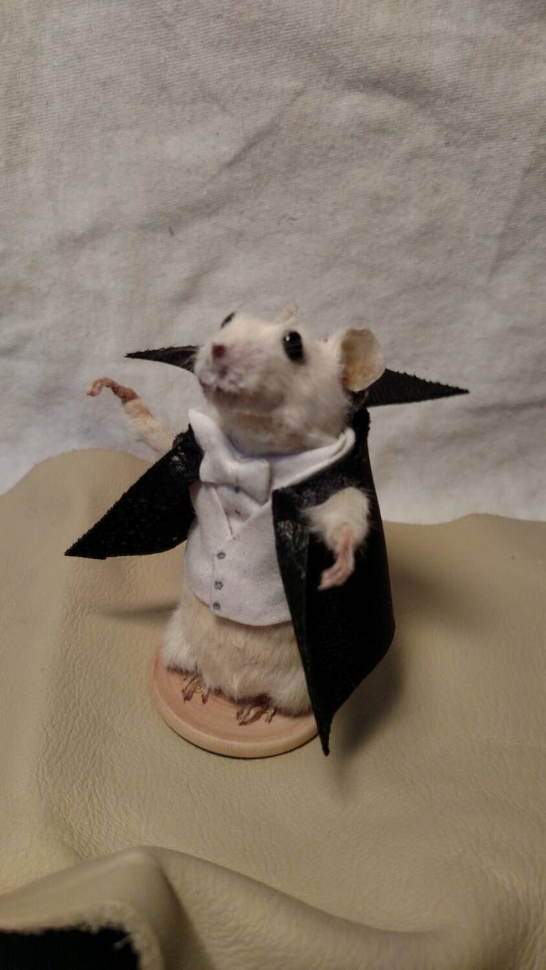 Taxidermy mouse dracula image 5