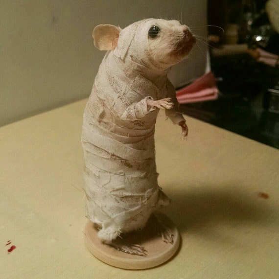 Mummy Taxidermy Mouse - Etsy