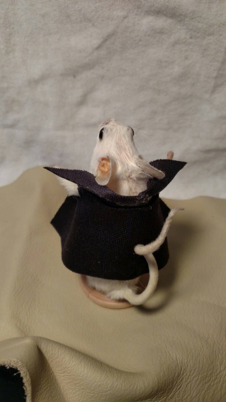 Taxidermy mouse dracula image 4