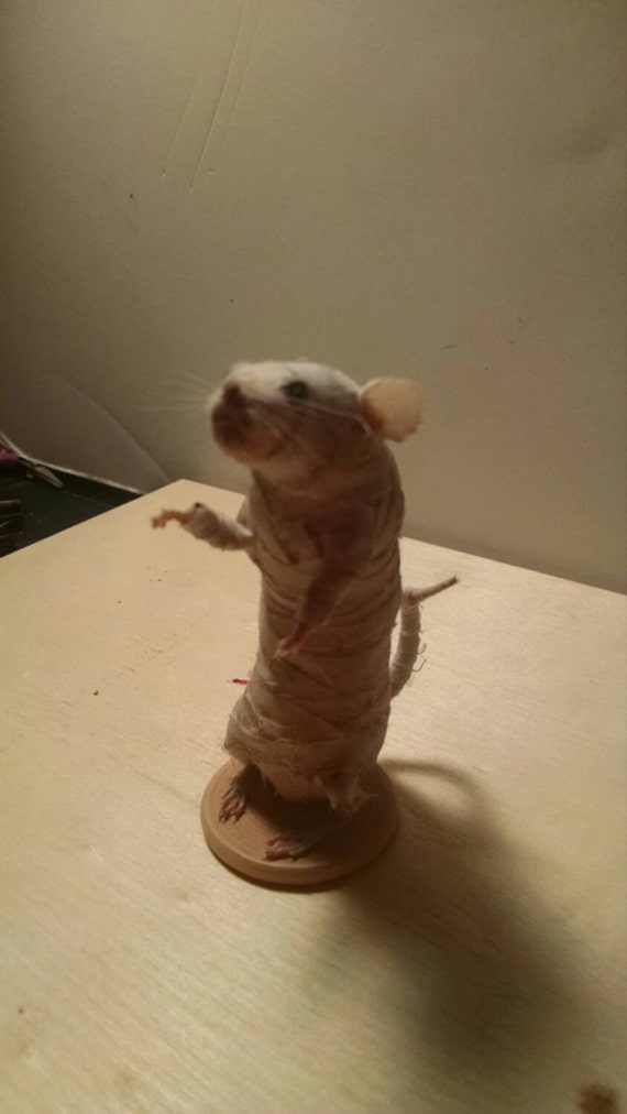 Mummy Taxidermy Mouse - Etsy