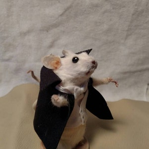 Taxidermy mouse dracula image 3