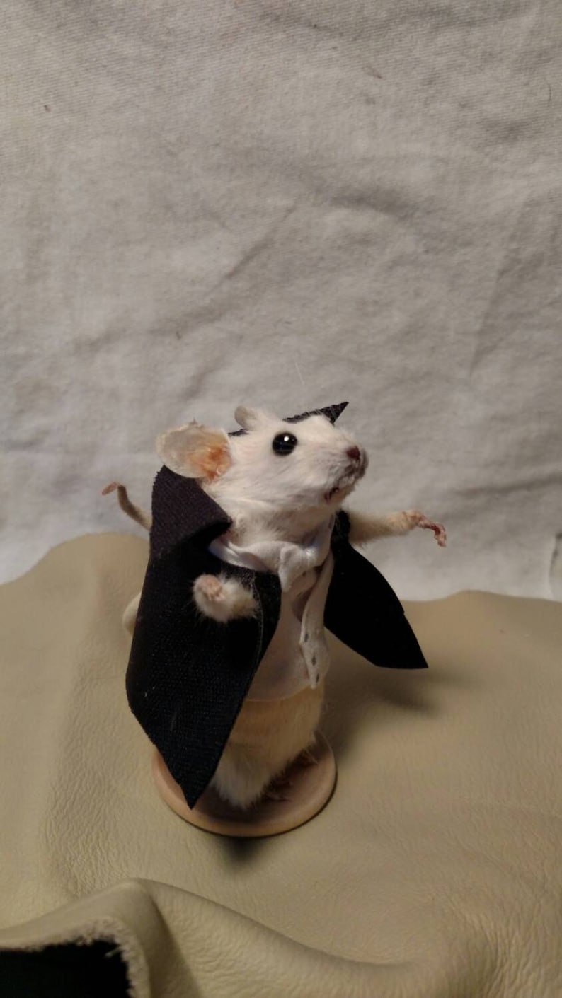 Taxidermy mouse dracula image 3