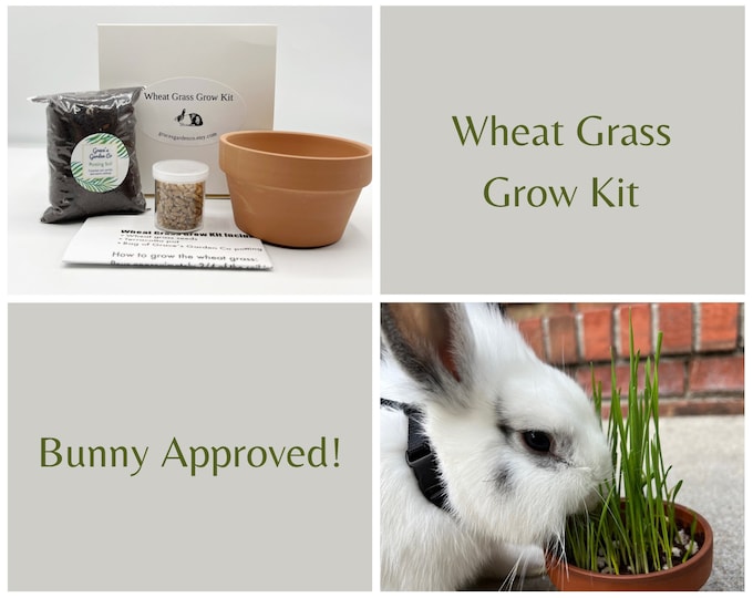 Wheat Grass Grow Kit for Rabbits, Guinea Pigs, Cats & More Gift for Pet