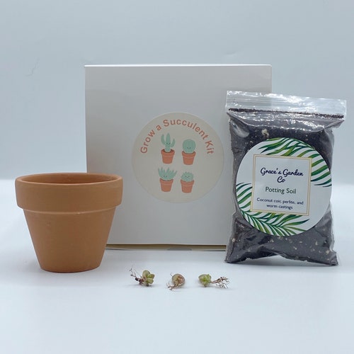 Grow a Succulent Kit Gift for Plant Lovers Sedeveria pink Etsy