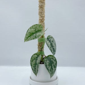 May include: A silver pothos plant with variegated leaves growing on a moss pole in a white ceramic pot with a matching saucer.