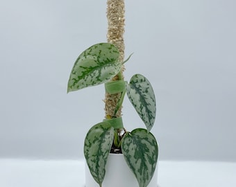 Mini Sphagnum Moss Pole for Climbing Plants, 1ft 1.5ft Moss Pole, Mini Moss Pole, Sphagnum Moss Pole