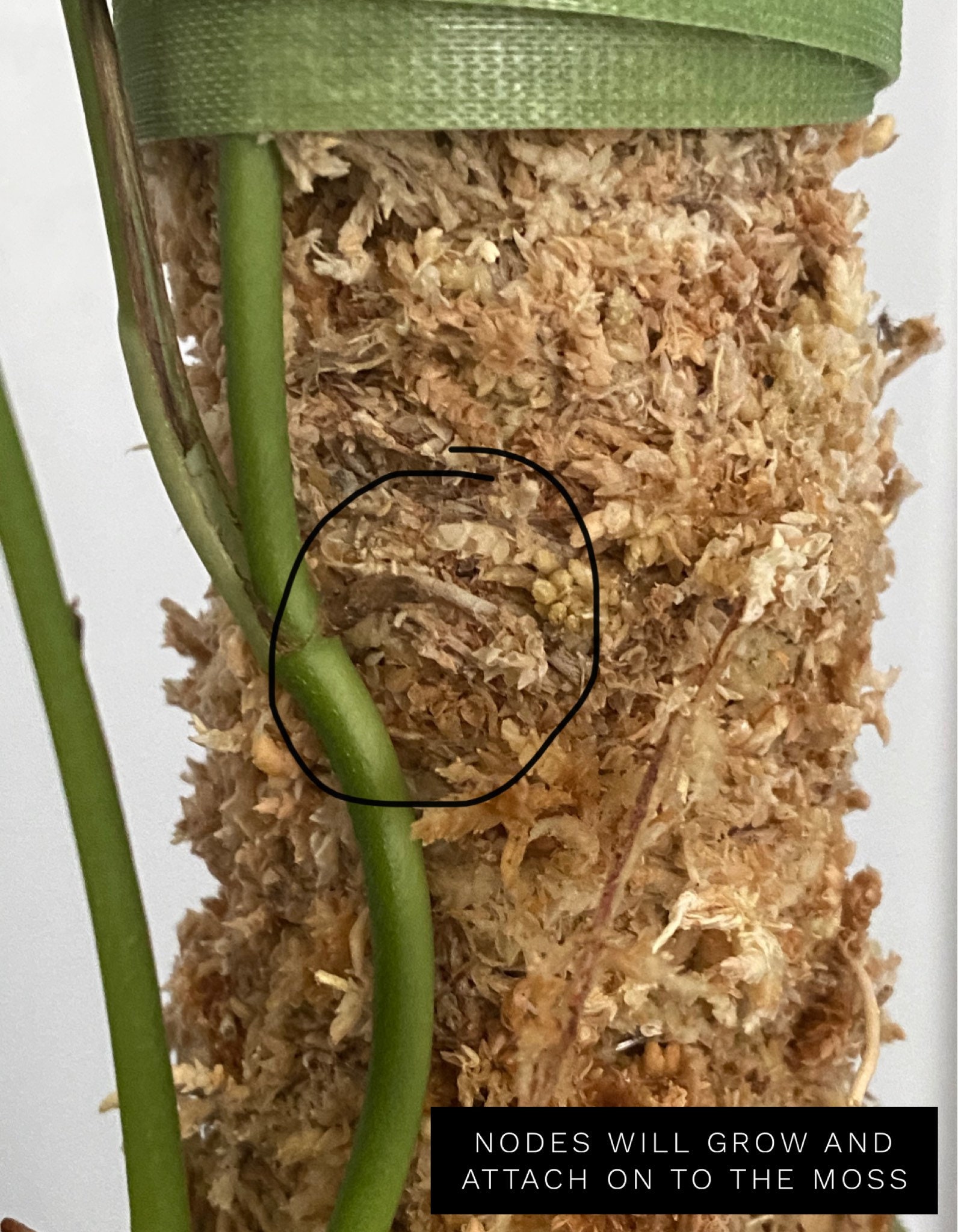 Sphagnum Moss Pole for Climbing Plants PVC Moss Pole Moss Etsy Canada