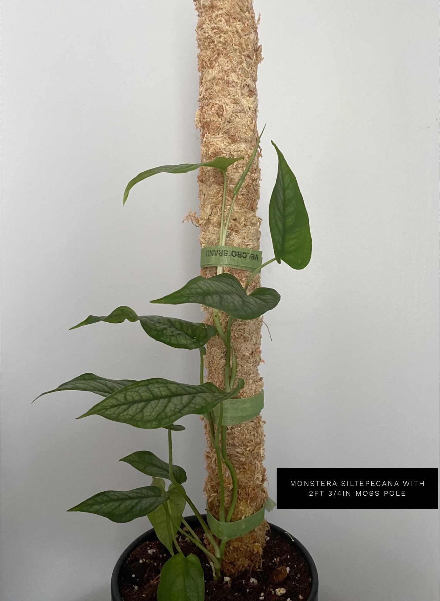 Buy Sphagnum Moss Pole for Climbing Plants | PVC Moss Pole | 1ft, 2ft, 3ft,  4ft, 5ft Sizes Online in India - Etsy