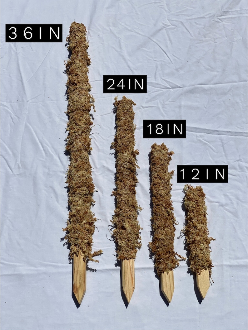 May include: Four moss covered wooden stakes of varying lengths, 12 inches, 18 inches, 24 inches, and 36 inches.