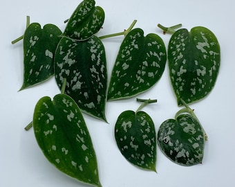 May include: Close-up of several green leaves with silver-white speckles. The leaves are heart-shaped and have small stems. The leaves are arranged on a white surface. The leaves are from a plant.