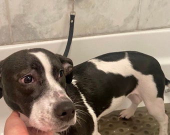 Every Dog Bath Latch - For Safe and Secure Dog Bathing In The Shower / Tub / Sink - Secure Tether System For Puppies and Dogs Of All Sizes