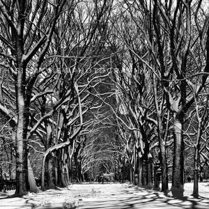 Central Park, New York, Original Photograph 8x10