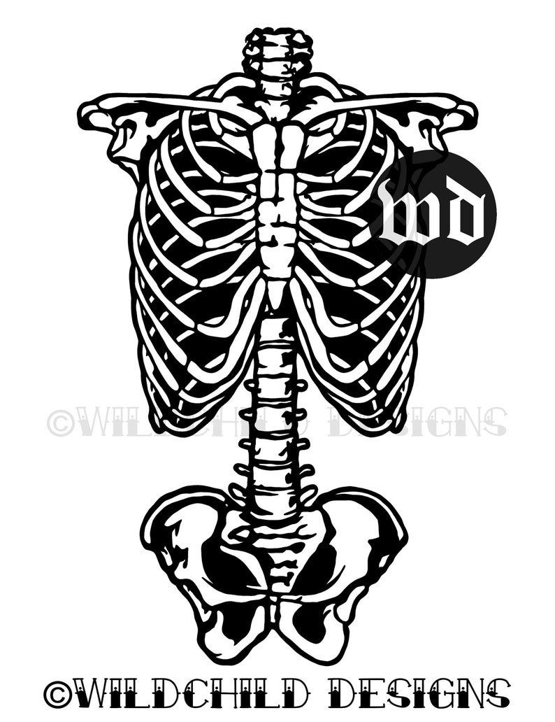 Op de afbeelding: Zwart-wit illustratie van een menselijk skelet, met de ribbenkast, wervelkolom en bekken. Dit gedetailleerde anatomische ontwerp is geschikt voor Halloween of medische thema's. De afbeelding bevat de tekst "hd" en "Wildchild Designs".