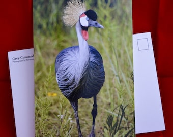 Grey Crowned Crane Photograph Postcard