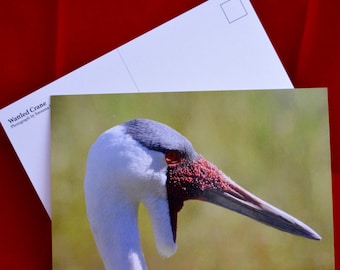 Wattled Crane Photograph Postcard