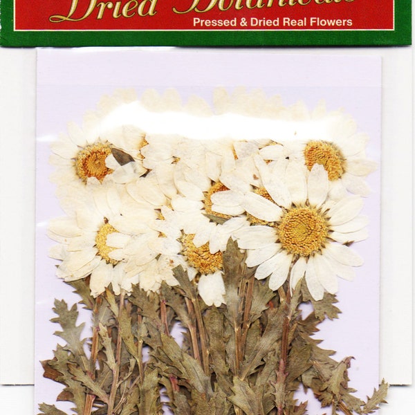 dried botanicals real dried flowers