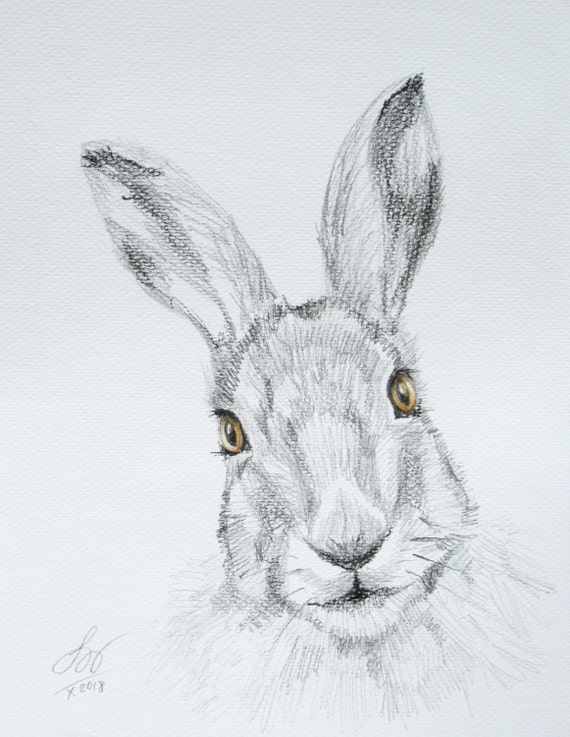 Wild Bunny Drawing — Kelly Foss
