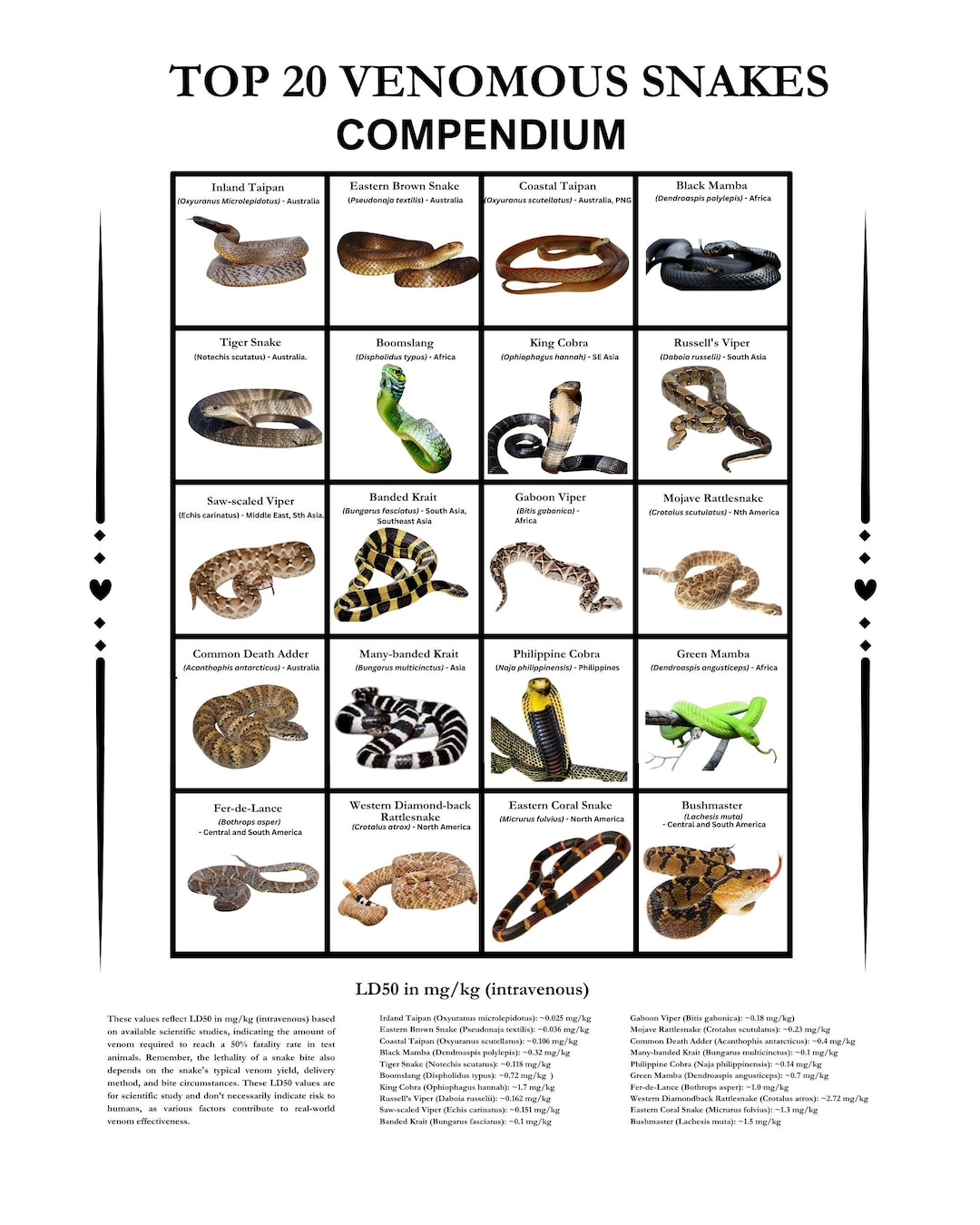 20 Most Venomous Snakes in the World Compendium, Digital Download