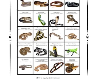 20 Most Venomous Snakes in the World Compendium, Digital Download