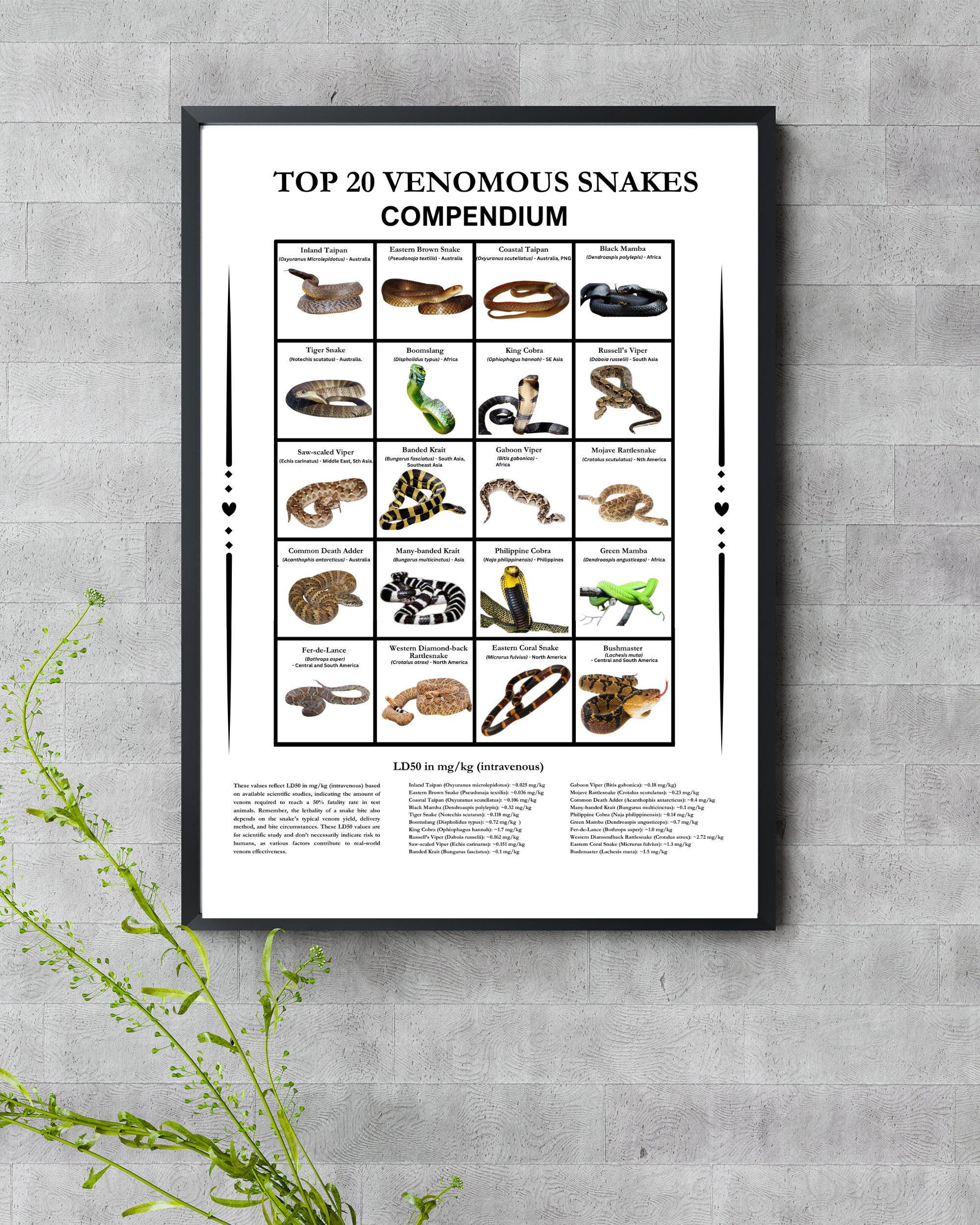 20 Most Venomous Snakes in the World Compendium, Digital Download