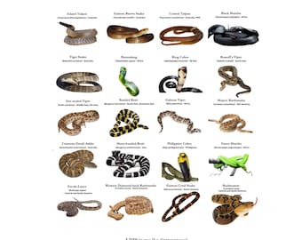 Top 20 Venomous Snakes Digital Download