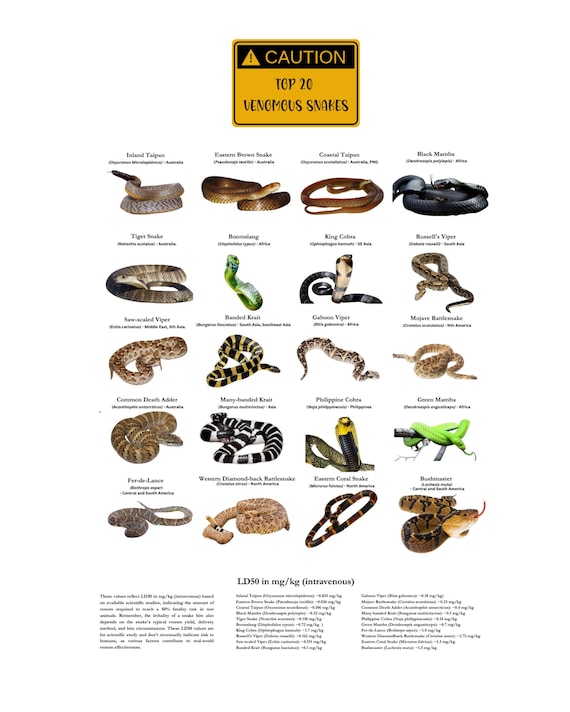 Top 20 Venomous Snakes Digital Download - Etsy