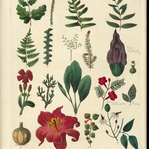 Décoration d&#39;intérieur, décoration de chambre à coucher, unisexe, genre neutre, affiche botanique florale vintage - impression numérique - téléchargement et impression
