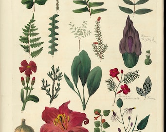 Vintage Botanical Print: Floral Wall Art (Digital Download)