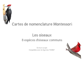 Montessori Bird Nomenclature Cards
